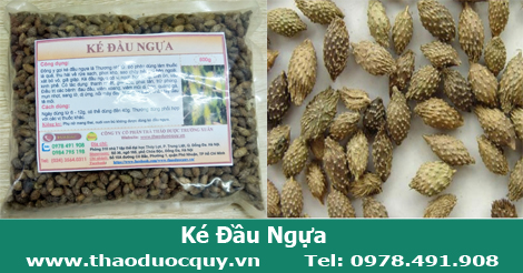 Ké đầu ngựa